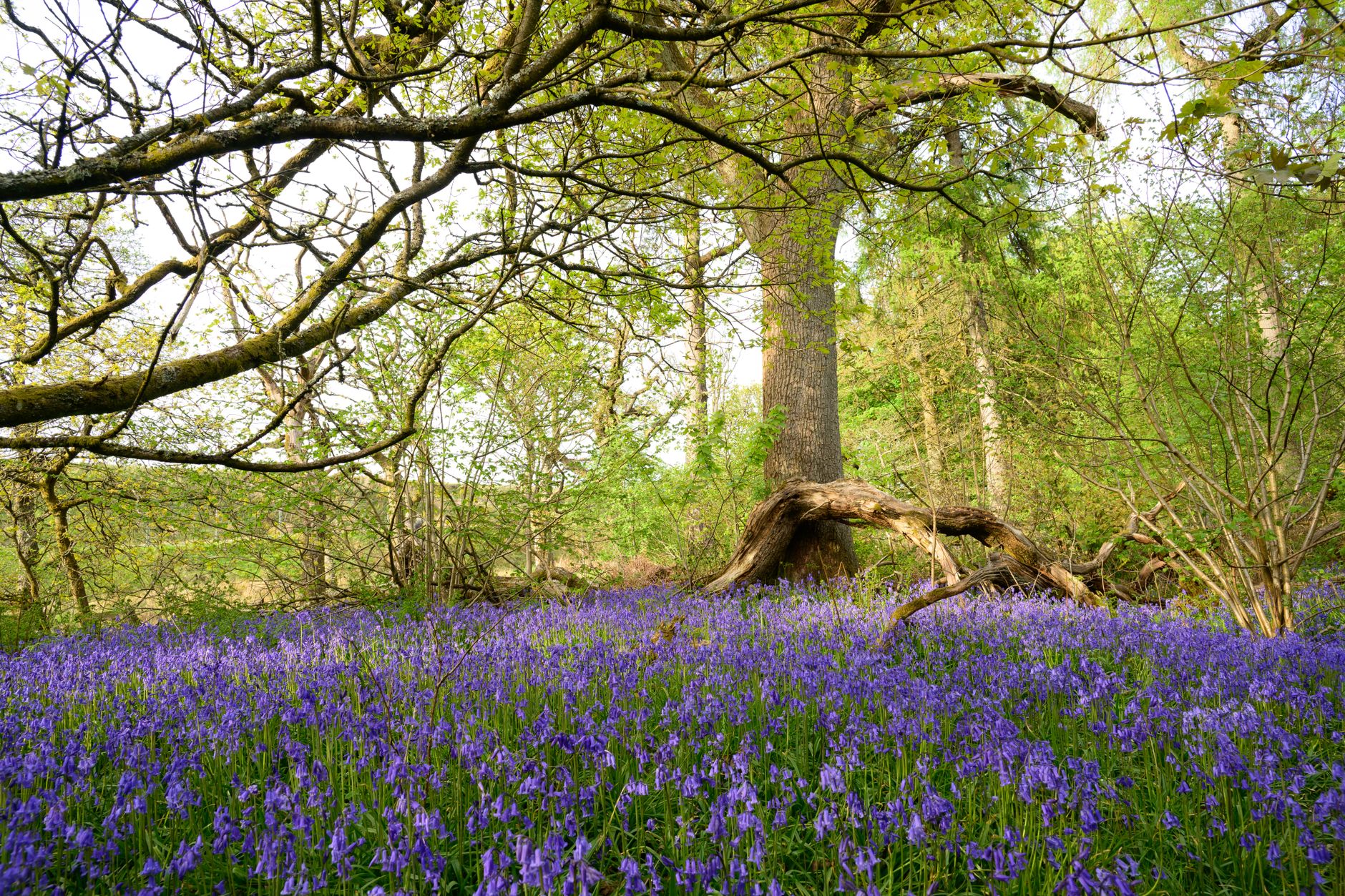 Bluebells in Cumbernauld Glen
